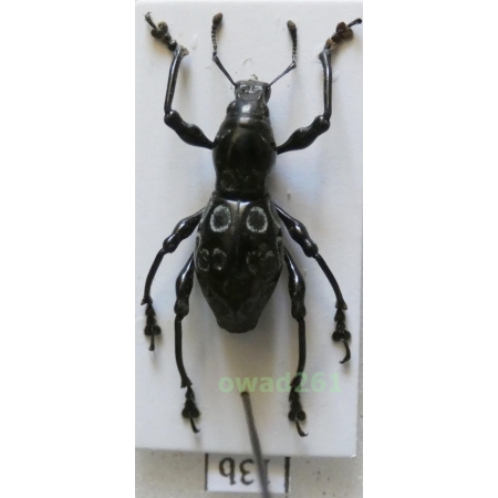 Pachyrrhynchus congestus robustus male Philippines13b